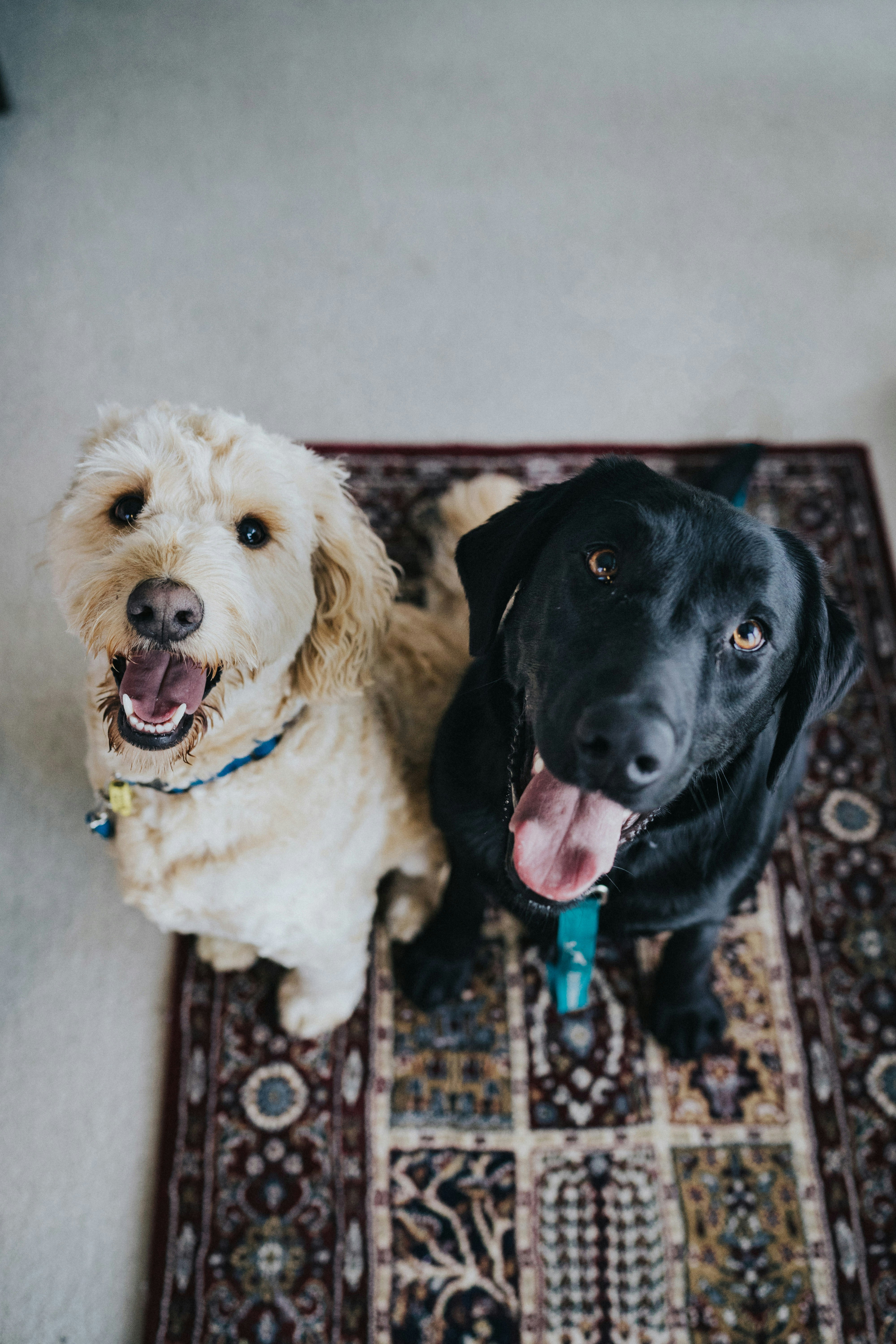 保護犬