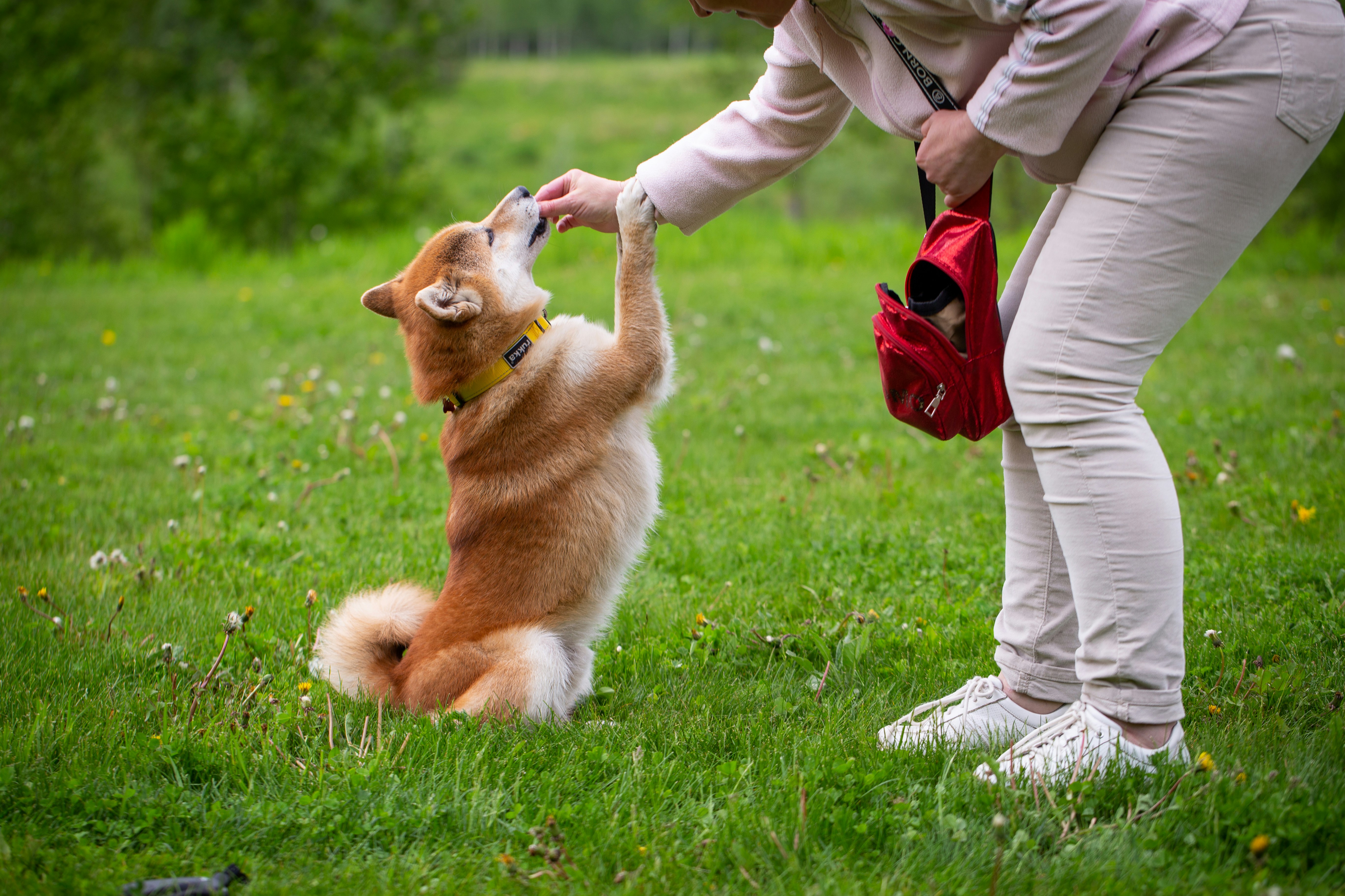 ESAハンドラーと愛犬