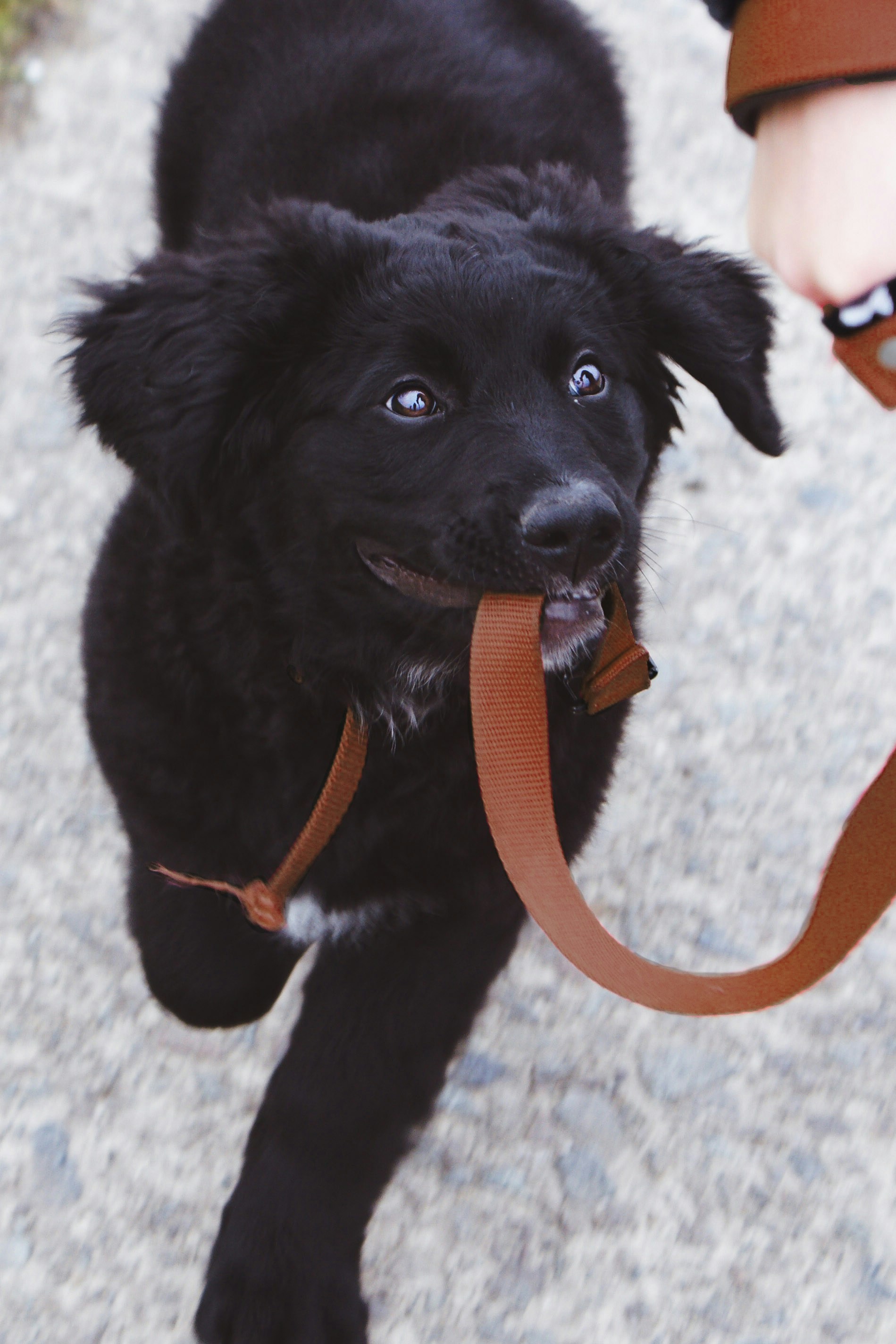 セラピードッグハンドラーと保護犬の活動
